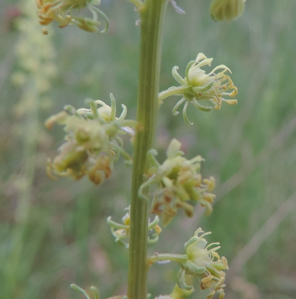 Reseda lutea